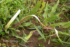 Cryptocoryne cognatoides